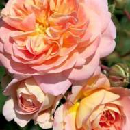 Роза чайно-гибридная Концерто (Concerto)